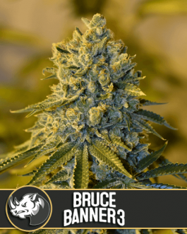 Bruce Banner 3