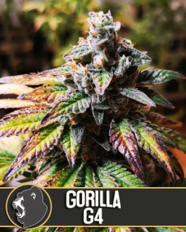 Gorilla G4
