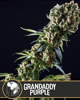 Grandaddy purple