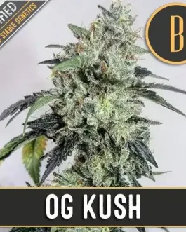 OG Kush