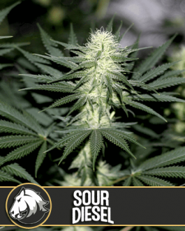 Sour Diesel